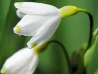 Kardelenler Çiçek Açtı Gelmedin