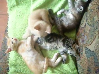 Réveillez-vous, les bruns!