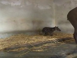 Bébé tapir