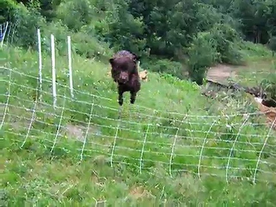 Banjo, saut de cloture