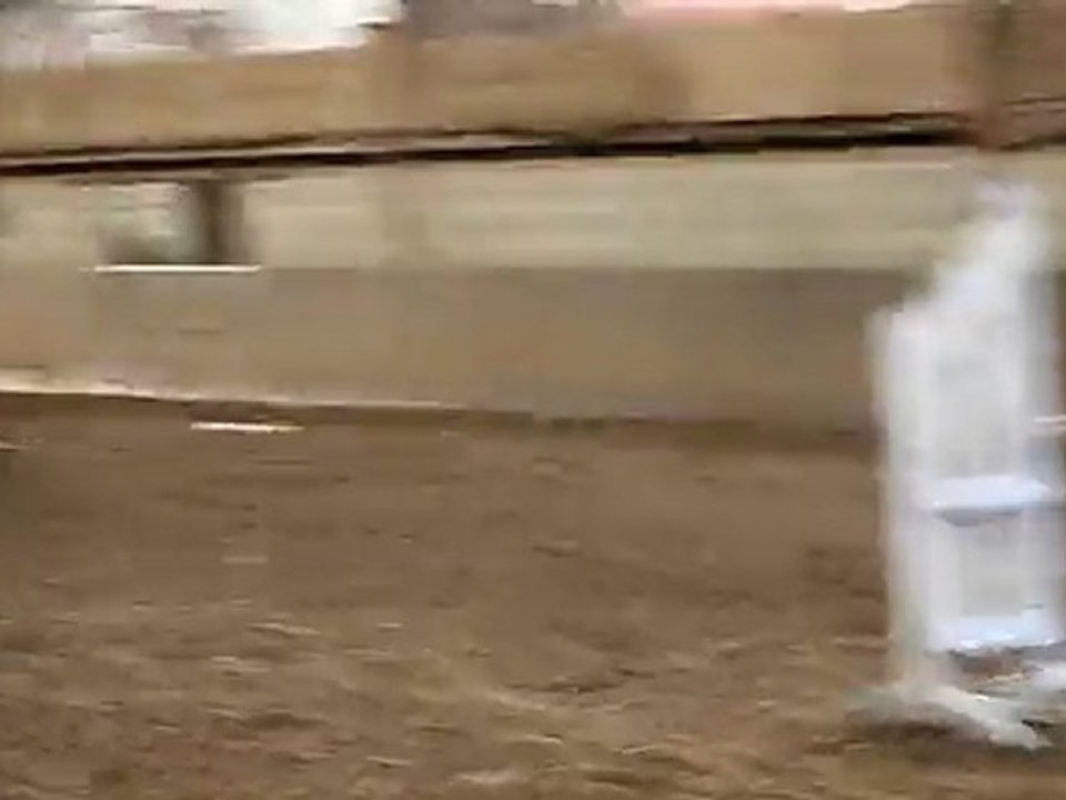 Set , hongre SF A VENDRE.