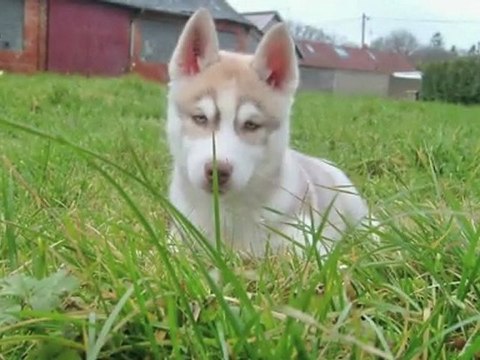 Nos amis les Chiens - Our Dogs