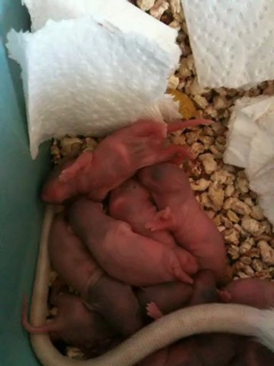 4 eme jours de nos bébé rat domestiques