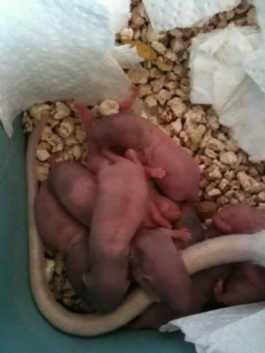 4 eme jours de nos bébé rat domestiques 2