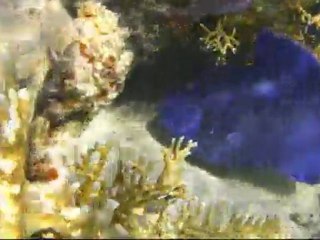 Marsa Alam 2011 - paradise under the Red sea (part 3)