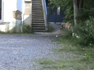 Jeux Tsankha et Daïsuki 2