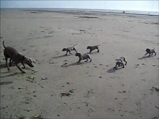 Semaine 6 Gris de Beaurepaire