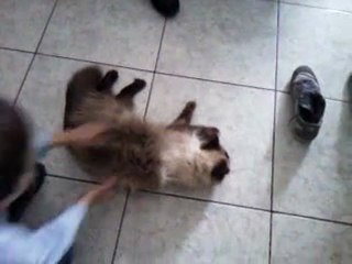 Jules : mon chat serpilliere