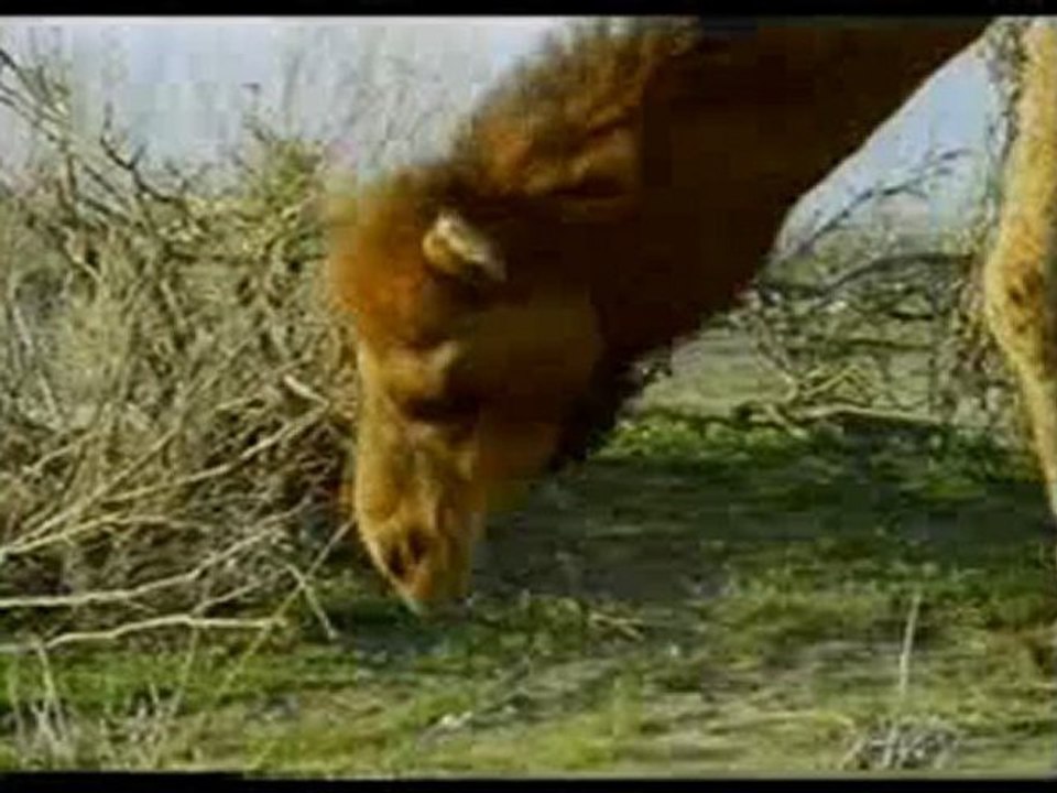 Devenin yaratılışı