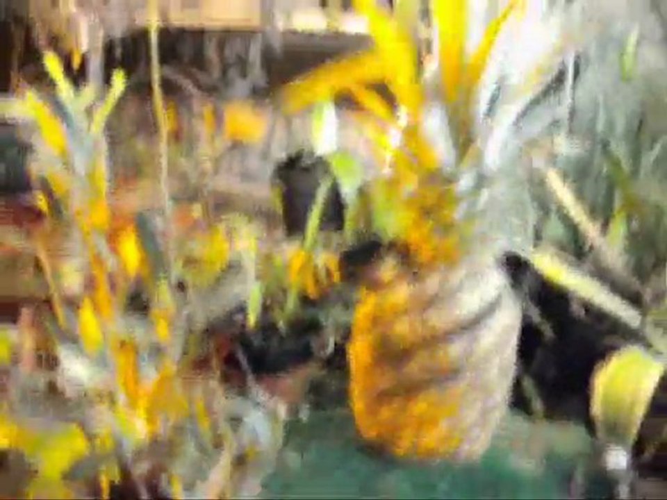 Mrsrammadamma in bed with rockstar rammadamma