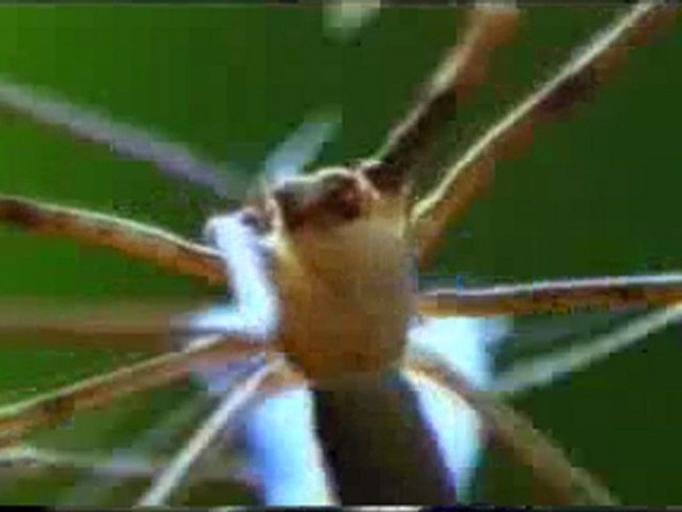 Dinopis örümceğinin avlanma tekniği