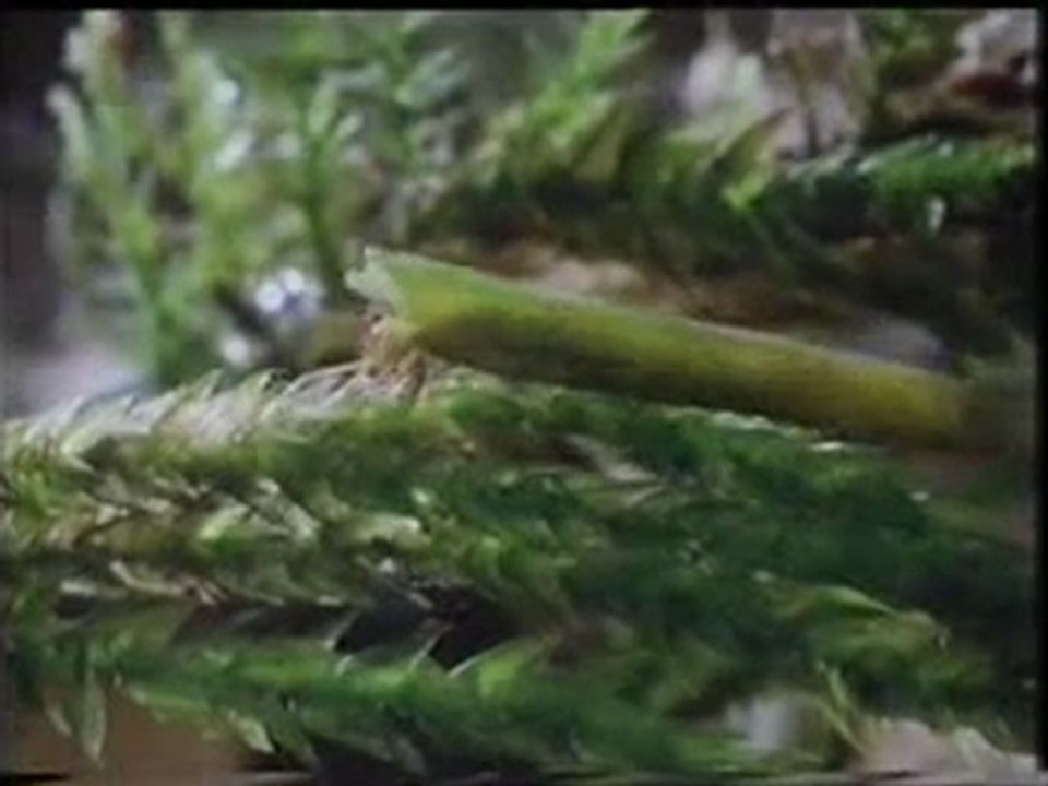 Bazı böcek larvalarının kamuflajı