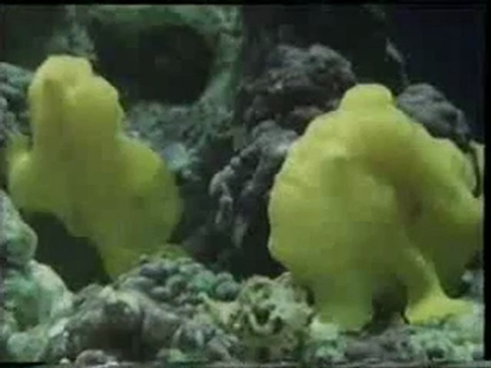 Denizatı ve balık kamuflajı