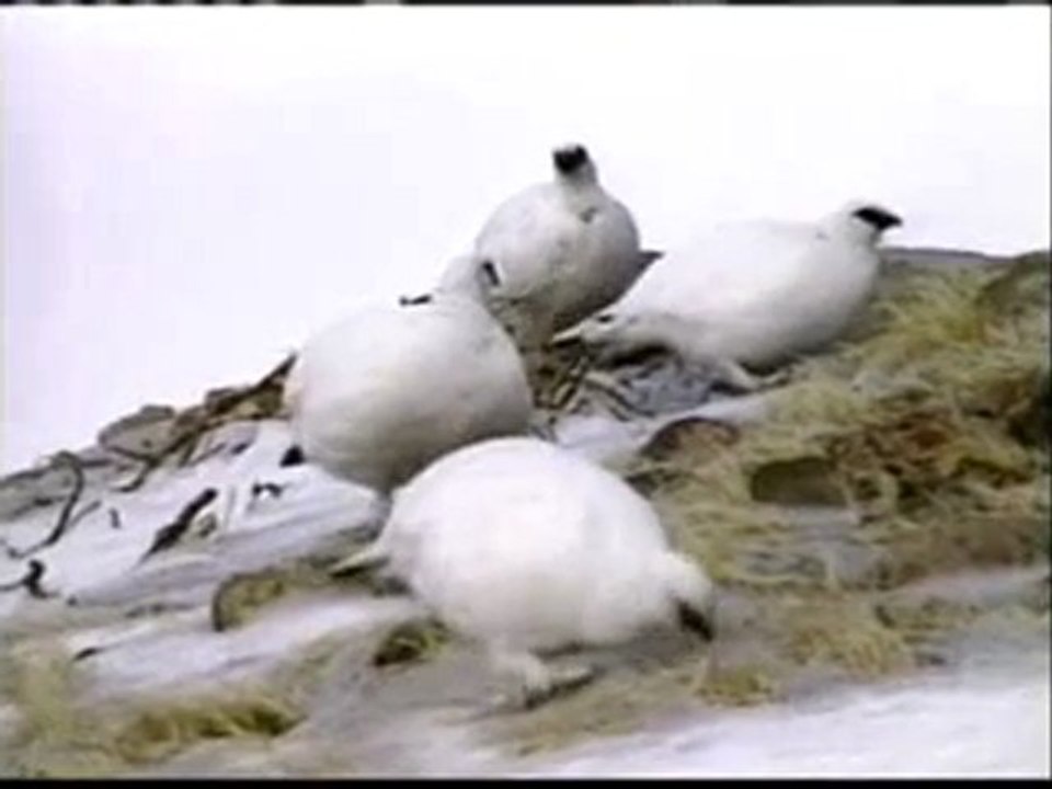 Kutup kuşlarının kamuflajı