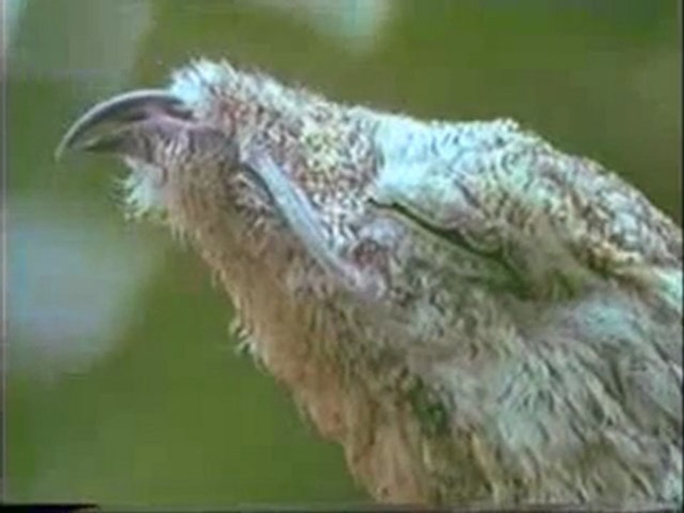 Patu kuşunun kamuflajı