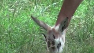 Addra Gazelle Calf Ray-Ray on Exhibit