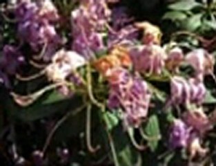 FROOT LOOPS - Das Referat Teil 2