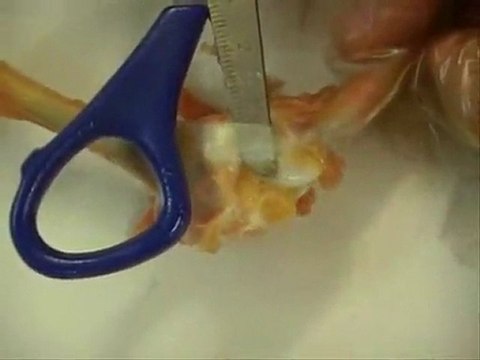 sciences cycle 3 mouvements corporels fc-mc-s2-e2-6