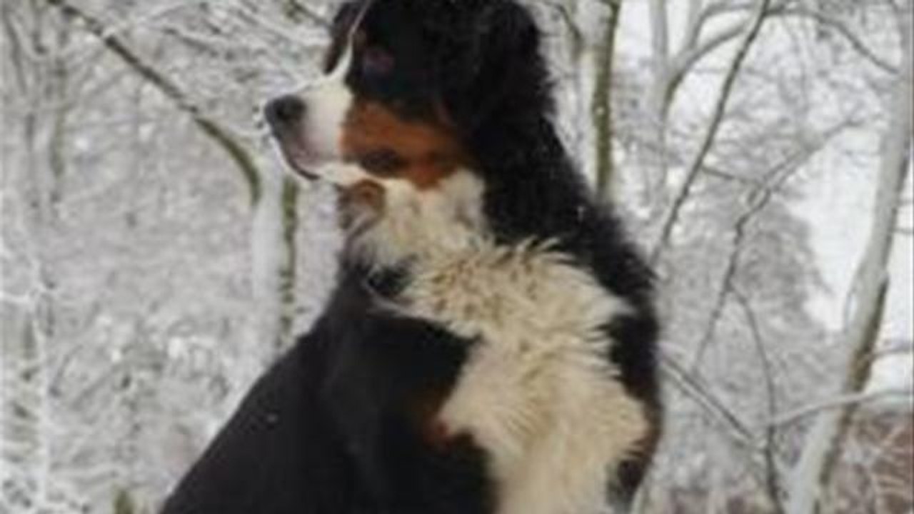 A Guide To Teaching Dog Obedience