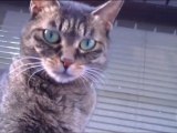 自動販売機で１００円だった猫にネコパンチされて右によろけたらボス猫が待ち構えていた！