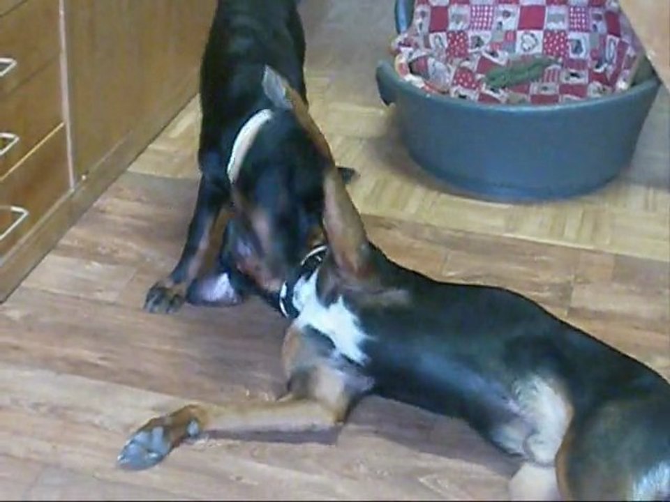 ARES LEELOU LES OREILLES 07-11_0001