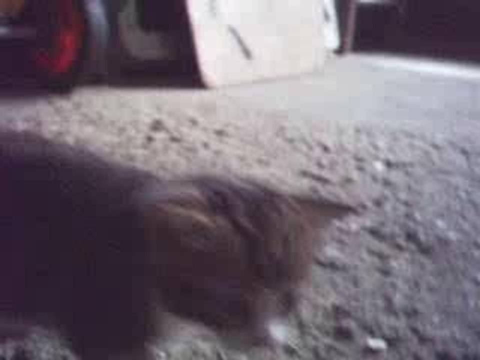 Mini bibou se balade 2