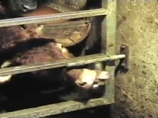 Cow opens farm gate using tongue