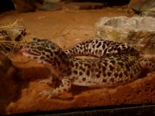 Ovulation Eublepharis macularius