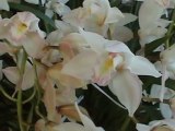 diapo orchidees 2