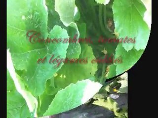 Cueillette au potager du Château de Chambiers