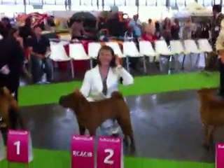WDS CACIB RCACIB femelles Podium IMG_1357