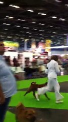 WDS Paris 2011 - Desmond Excellent Class Champion 🏆