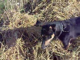 canelle champ délire