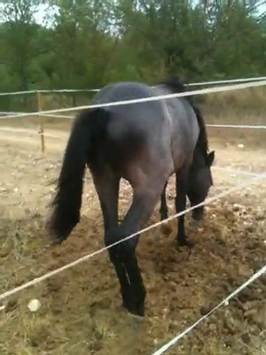 abraxan qui joue au ballon