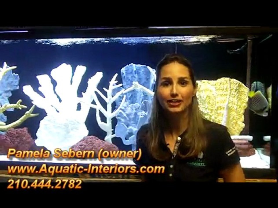 Do You Know The Difference Between The Professional Aquarist & The Local Fish Store?