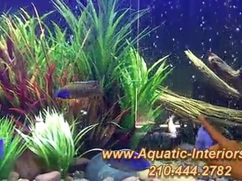Landscaping With San Antonio Freshwater Aquarium Plants