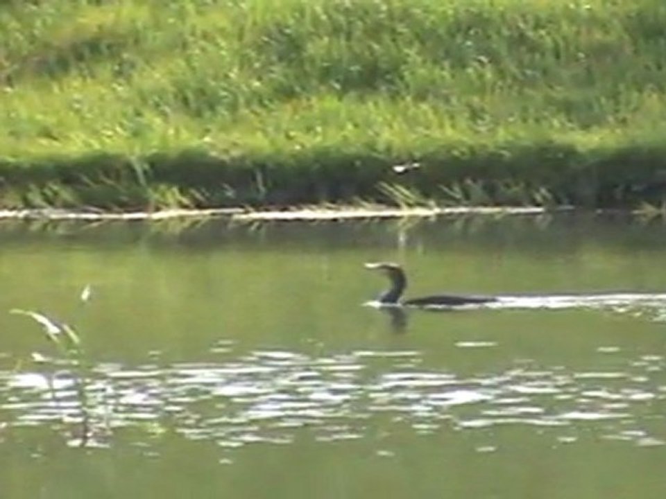 TVG-9 GREENPOLAND Kormoran w Gdańsku-Oliwie