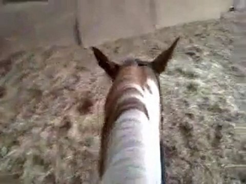 Ulyssia à cru en licol