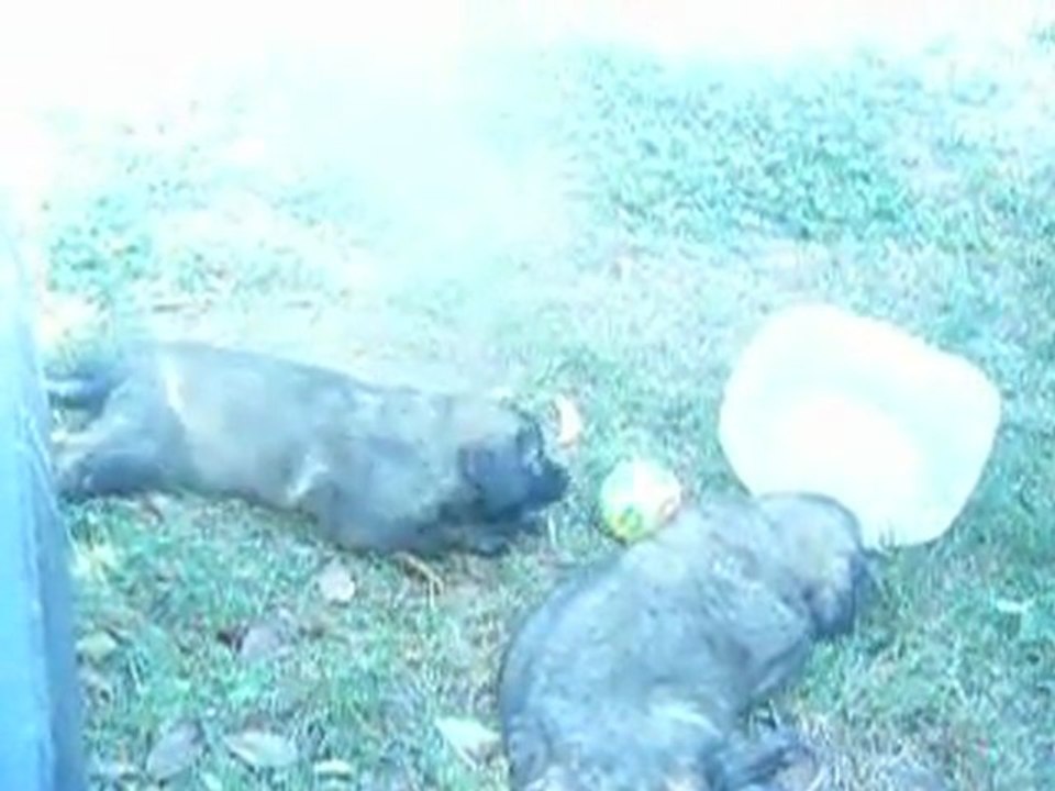 puppies Leo0nberg EXDc
