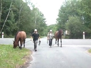 13.07.2011. 4 ème sortie pour Tliloa, accompagnée de Ténébra