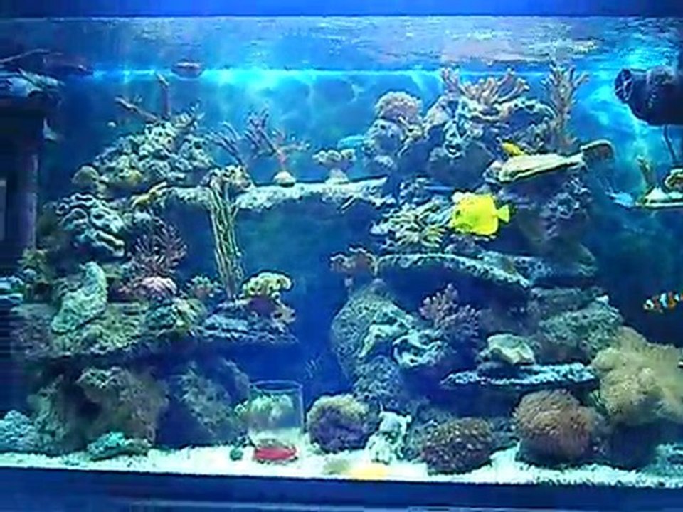 mon osaka recifal . osaka reef tank