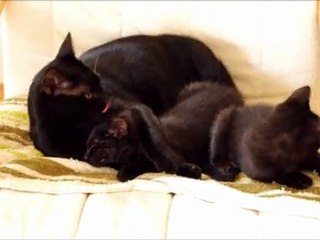 2011/07/12 - Fufu alias "Papa poule"