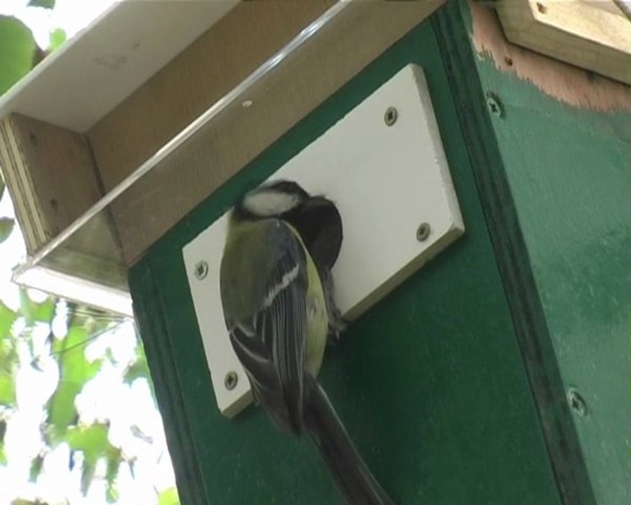 l'envol de mésanges charbonnières