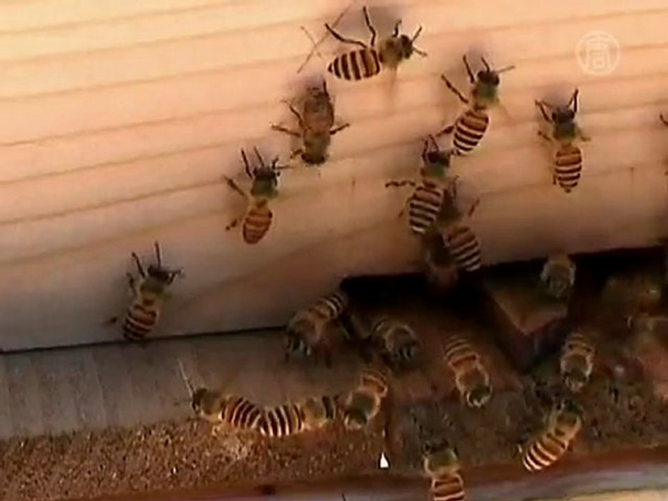 City Rooftop Beekeepers the Buzz in Hong Kong