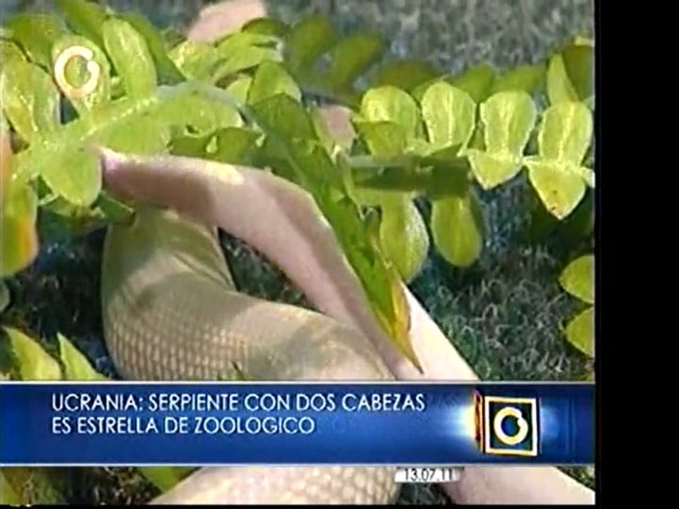 Serpiente bicéfala