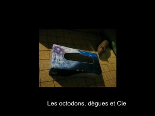 Octodons en sortie à la découverte de jeux