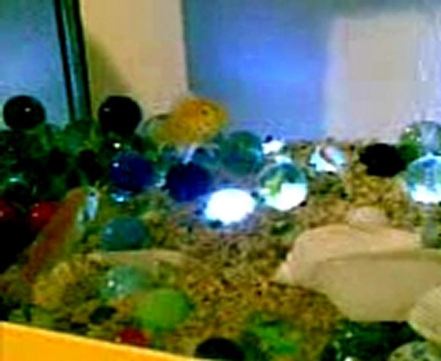 sp sarı prenses akvaryum 2