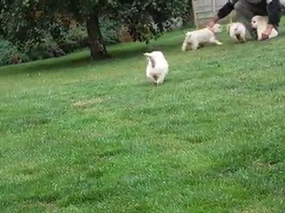 chiots golden retriever à 5 semaines