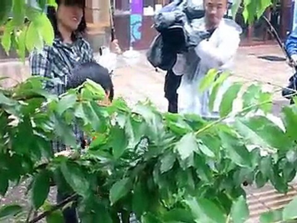 雨中のサクランボ狩り　２０μＳｖ／h