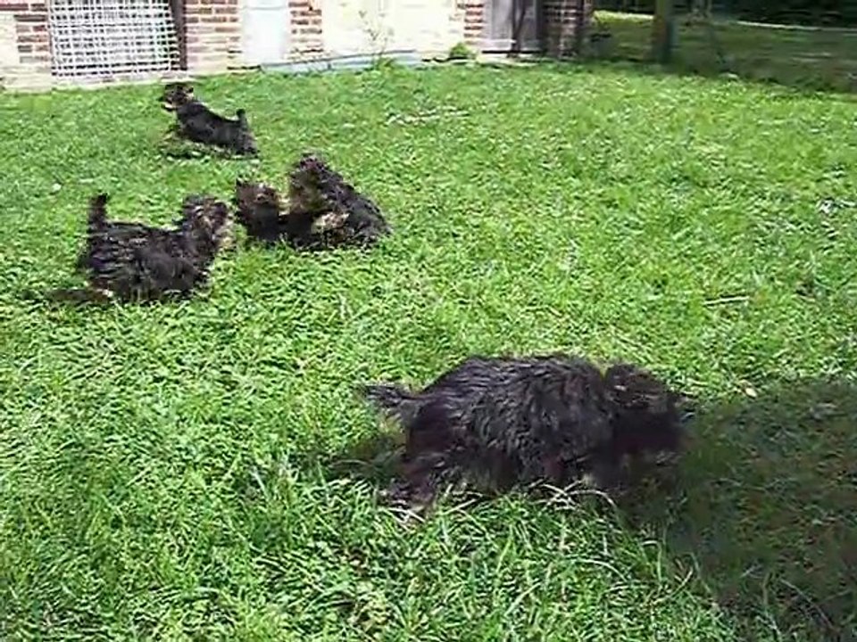 SMARTY et les bébés.....(2008)